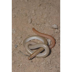A Red-tailed Worm-lizard tying itself in a knot.