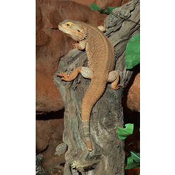 A Central Bearded Dragon climbing up a tree trunk.