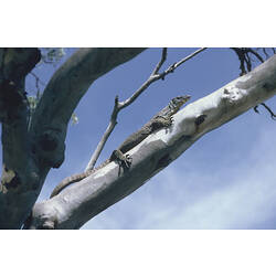 A Tree Goanna lying on a branch, high up in a tree.