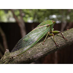 A green Greengrocer Cicada on a branch.