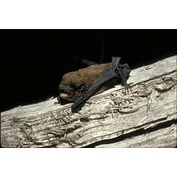 A Chocolate Wattled Bat on wood, at night.