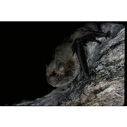 A Little Forest Bat on a tree branch.