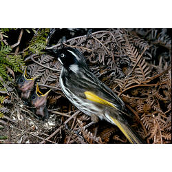 A New Holland Honeyeater feeding chicks in a nest.