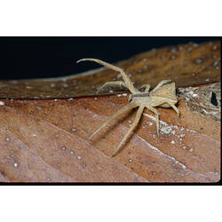 A Crab Spider on a brown leaf.