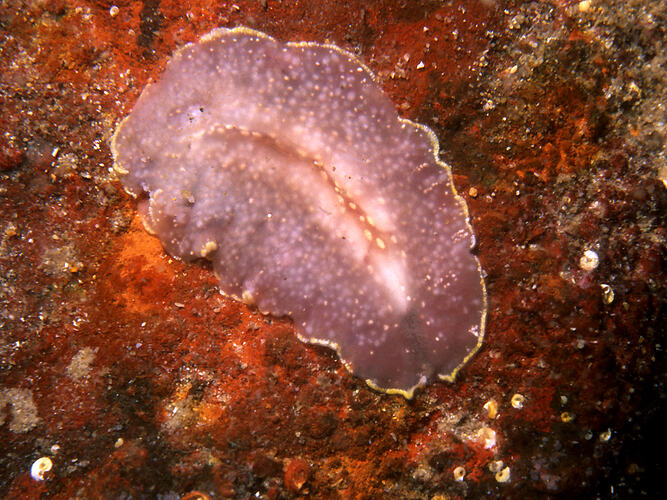Flatworm on encrusted timber surface.