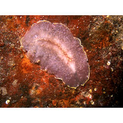 Flatworm on encrusted timber surface.