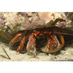 <em>Paguristes frontalis</em> (Milne Edwards, 1836), Common Hermit Crab