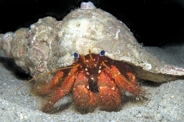 Stridulating Hermit Crab on sandy seabed.