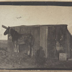 Horse standing in front of partially burnt tin shed.