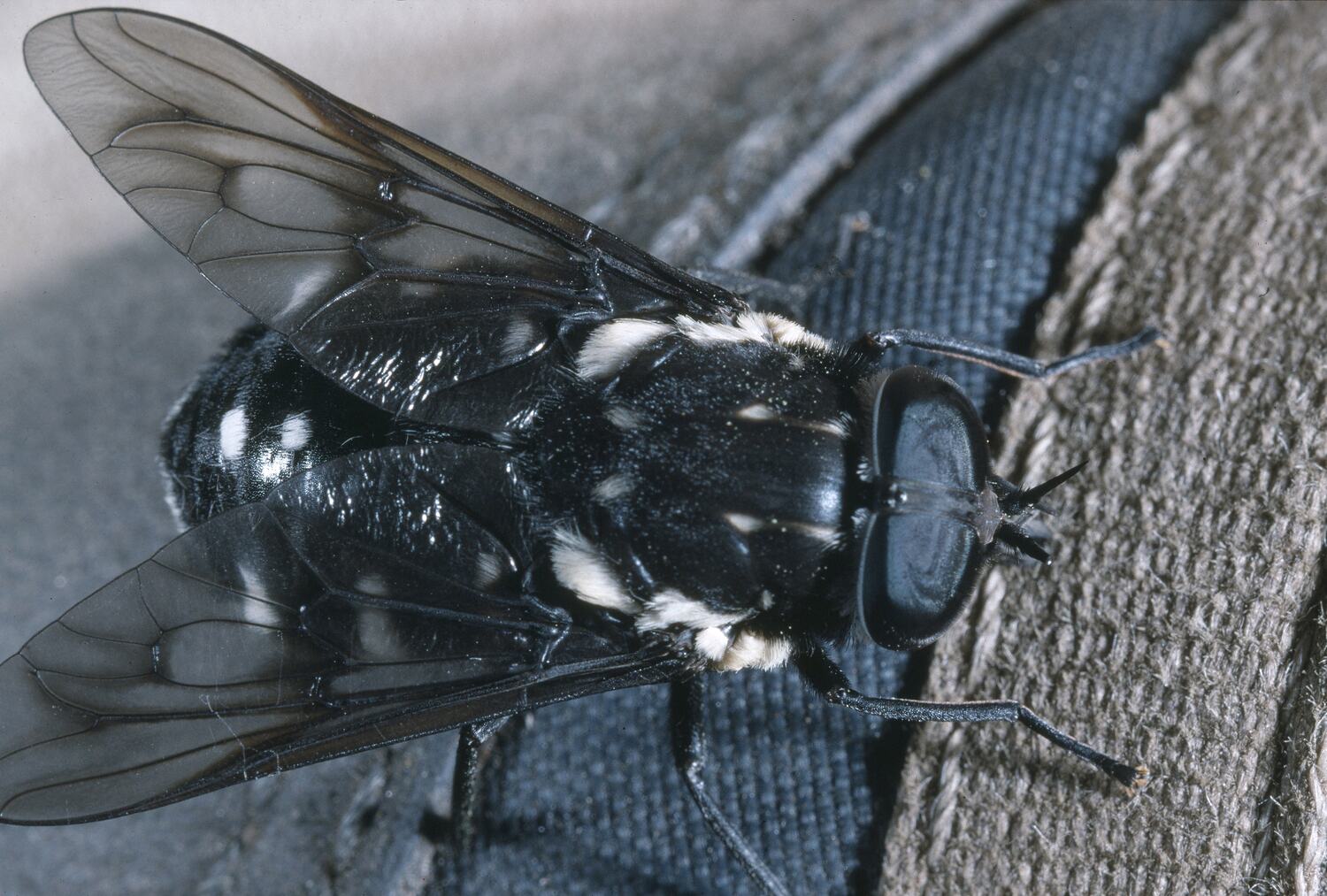 Scaptia, March Fly