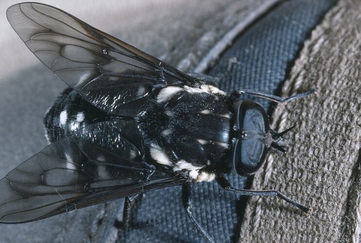 A March Fly on denim jeans.