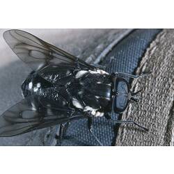 A March Fly on denim jeans.