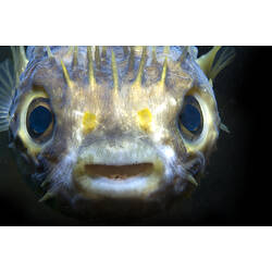 A fish, the Globefish, close-up of face.