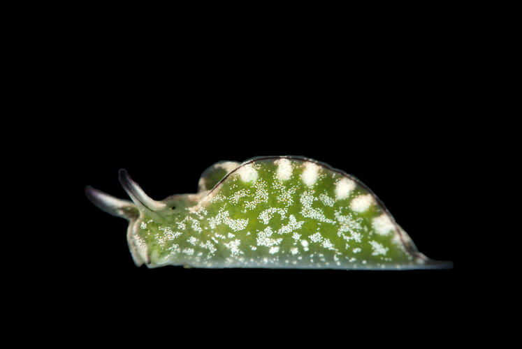 Side view of a green and white sea slug.