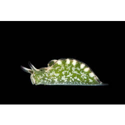 Side view of a green and white sea slug.