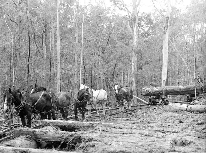 [A horse team hauling logs on tram tracks at Bell's sawmill, Tolmie, near Mansfield, September 1945.]