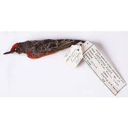 Dry bird skin specimen with labels.