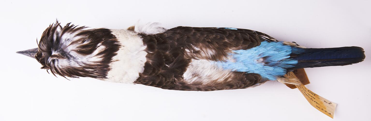 Dry bird skin specimen with labels.