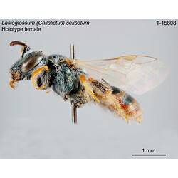 Bee specimen, female, lateral view.