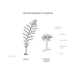 <em>Hincksella cylindrica</em> (Bale, 1888), Hydroid