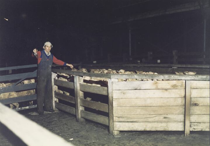 Drafting Sheep, Newmarket Saleyards, 1987