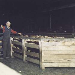 Digital Photograph - Drafting Sheep, Newmarket Saleyards, Newmarket, 1987