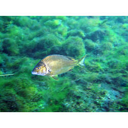 A fish, the Black Bream, swimming above a weedy reef.