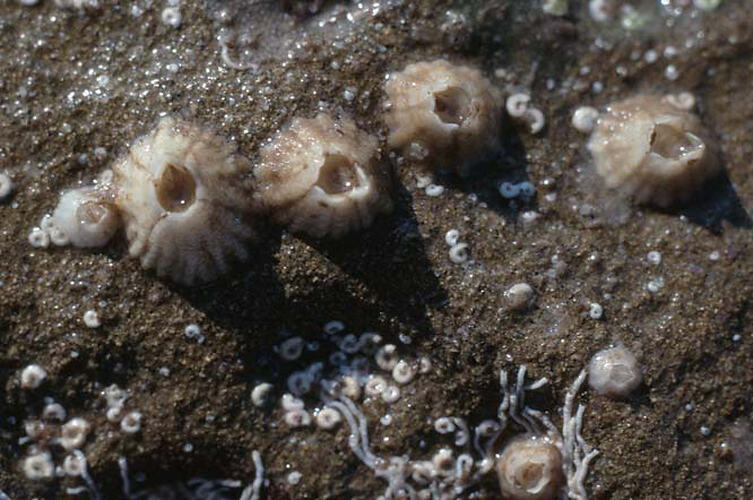 Several pale barnacles on a dark rock.