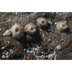 <em>Epopella simplex</em> (Darwin, 1854), Simple Volcano Barnacle