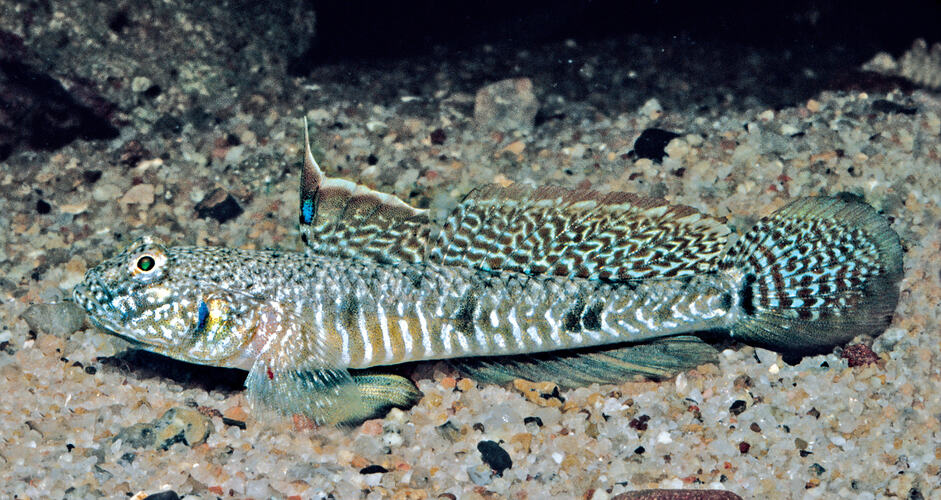 Blotched and stripey grey fish on sandy bottom.