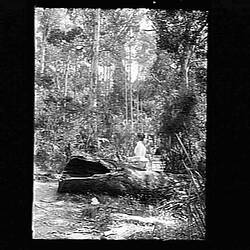 Glass Negative - Woman in a Forest, by A.J. Campbell, Dandenong Ranges, Victoria, post 1893