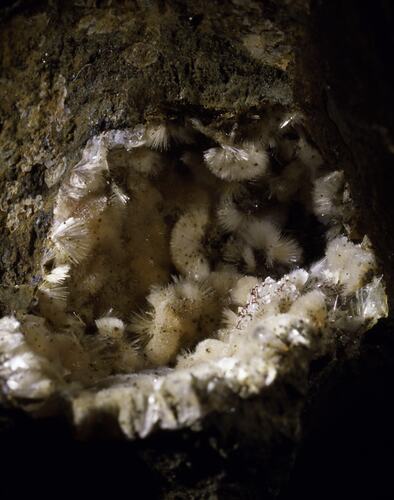 Sprays of needle-like white crystals infilling cavity in brown rock.