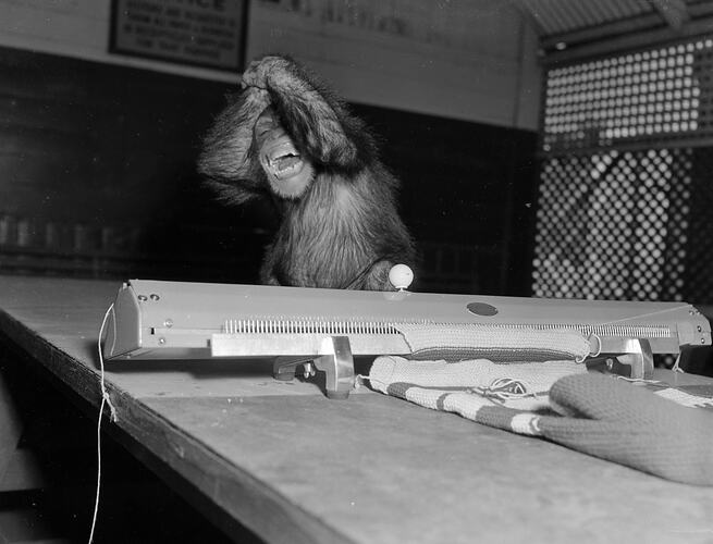 Monkey Using Knitting Machine, Melbourne, Victoria, 1953