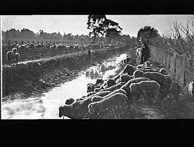 MERRIGUM - VICTORIA AVENUE - MOB OF SHEEP AT CHANNEL