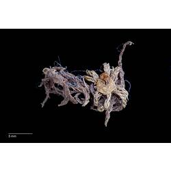 Feather star specimen with tangled arms.