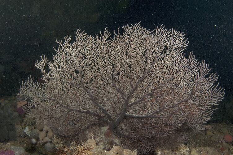 Subclass Octocorellia, gorgonian coral. Wilsons Promontory National Park, Victoria.