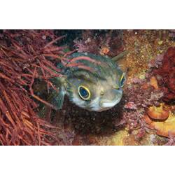 <em>Diodon nicthemerus</em>, Globefish. Bunurong Marine National Park, Victoria.