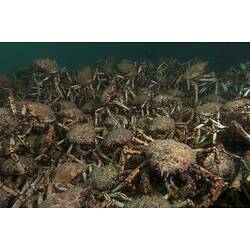 Dozens of Giant Spider Crabs on the Seabed.