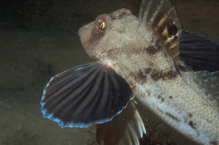 <em>Lepidotrigla papilio</em>, Spiny Gurnard. St Leonard's Jetty, Port Phillip, Victoria.