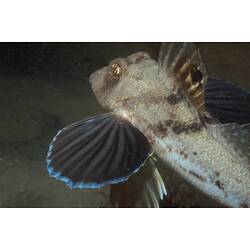 <em>Lepidotrigla papilio</em>, Spiny Gurnard. St Leonard's Jetty, Port Phillip, Victoria.