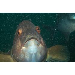 <em>Notolabrus tetricus</em>, Bluethroat Wrasse. Popes Eye, Port Phillip, Victoria.