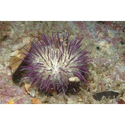 White urchin with purple spines.