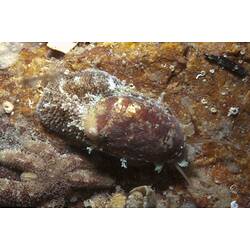 Class Gastropoda, marine snail. Portsea Pier, Port Phillip, Victoria.