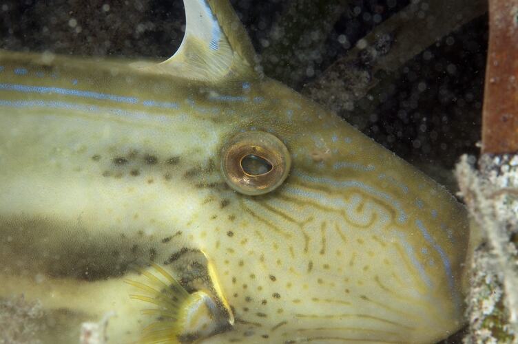 Detail of head of yellow fish.
