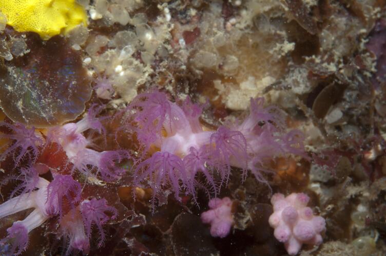 Class Anthozoa, soft coral. Wilsons Promontory National Park, Victoria.