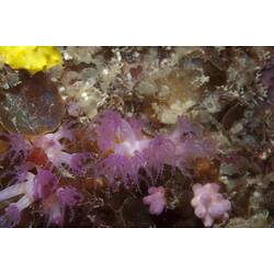 Class Anthozoa, soft coral. Wilsons Promontory National Park, Victoria.