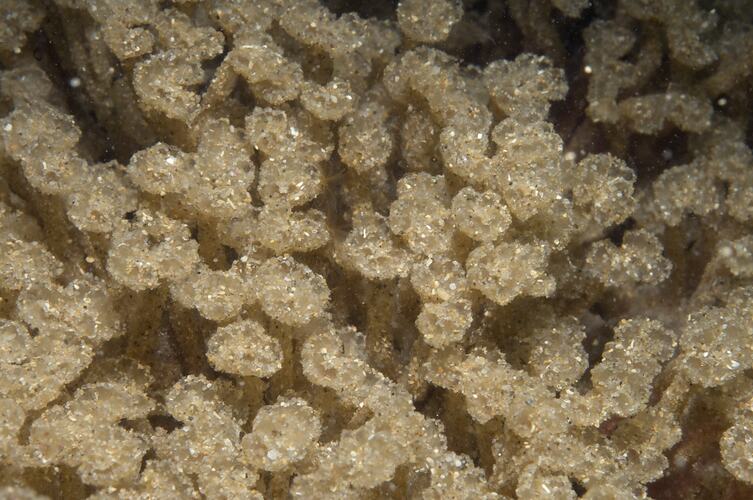 Class Ascidiacea, ascidian. Western Port, Victoria.