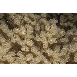 Class Ascidiacea, ascidian. Western Port, Victoria.