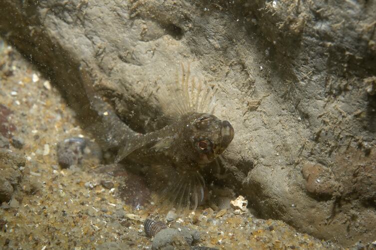 <em>Trinorfolkia clarkei</em>, Clark's Threefin. Fossil Beach, Port Phillip, Victoria.