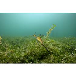 <em>Phyllopteryx taeniolatus</em>, Common Seadragon. Western Port, Victoria.